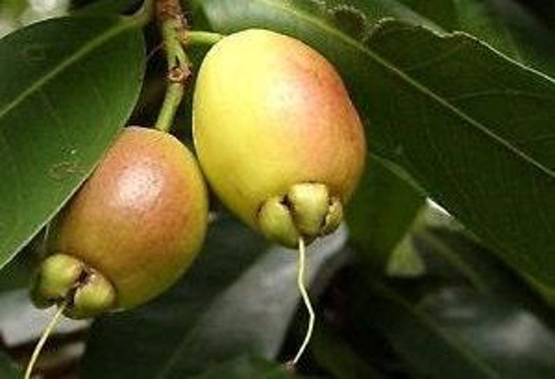 Rose Apple Live Plant - 2-3 ft Syzygium Jambos Ornate Flowers & Yellow Fruit in 3-Gallon Pot