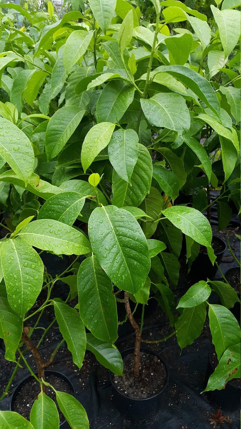 White Champaca Tree - 3 Gal Pot - Air-Layered Michelia Alba with Fragrant White Flowers