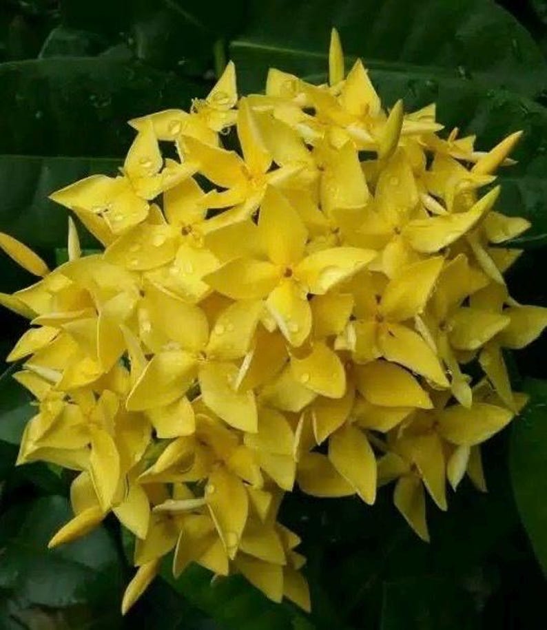 Ixora Plant in 6" Pot, Taiwanese Yellow Variety, Tropical Flowering Shrub, Ixora taiwanensis
