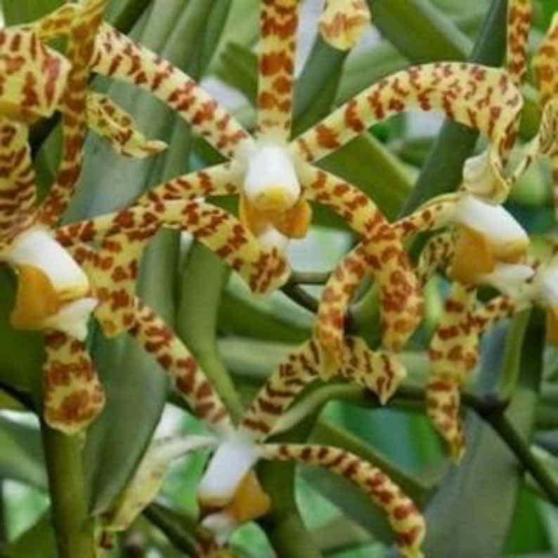 Scorpion Orchid Arachnis Aranda in 4" Pot - Exotic Spider-Like Indoor Plant