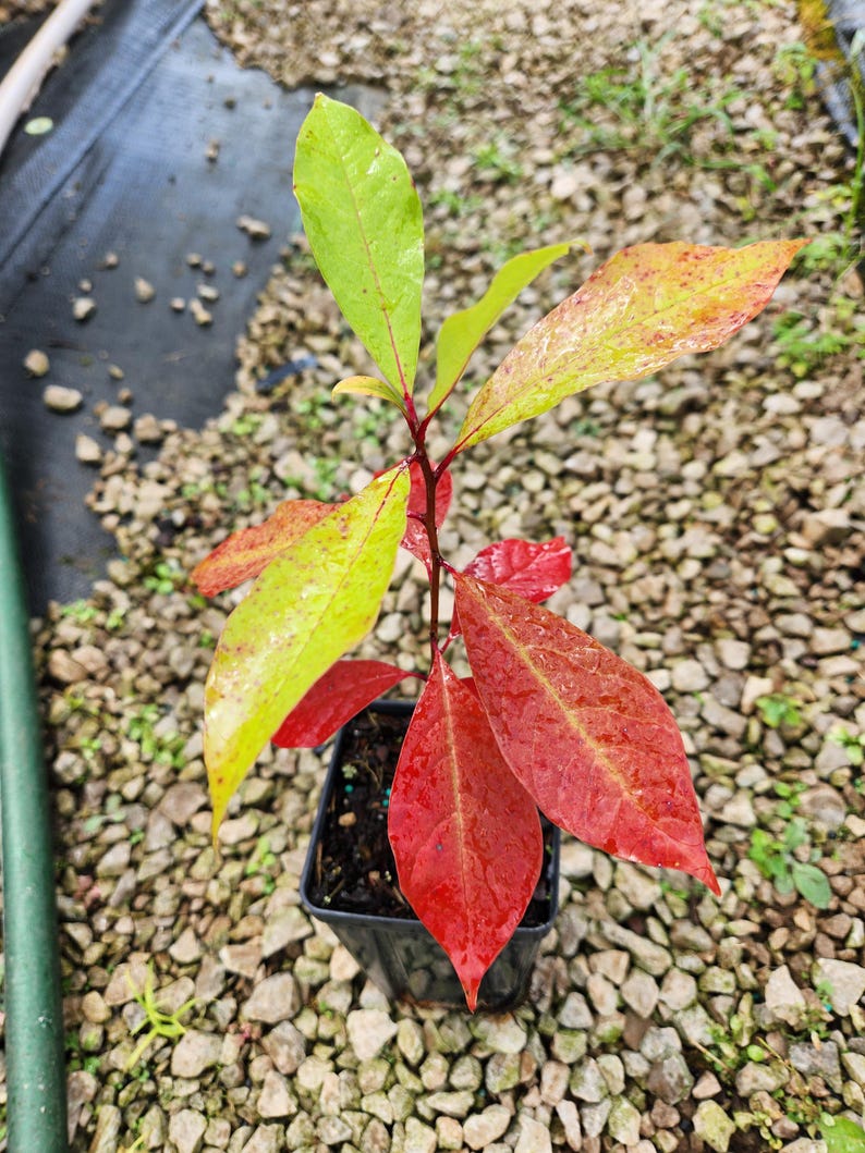 Blackgum Tree 4" Container - Nyssa Sylvatica Native Tree with Fall Foliage Zones 3-9