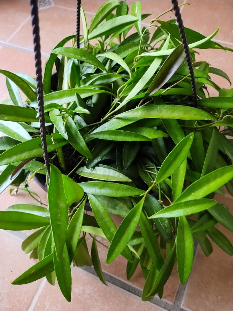 Hoya Wayettii Plant - Small Rooted Plant with Free Cutting - Low Maintenance Indoor Vining Houseplant