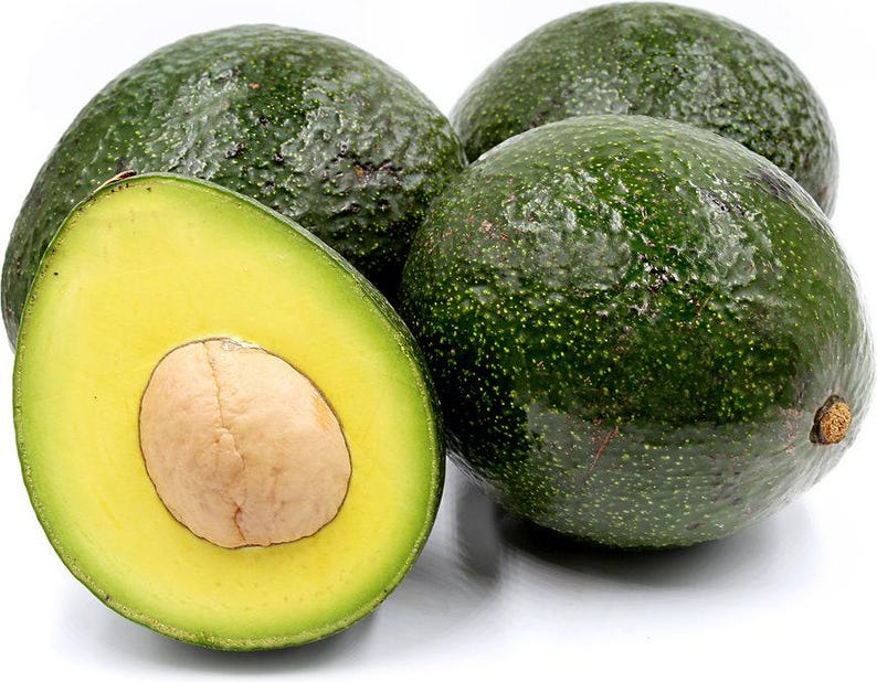 Grafted Reed Avocado Tree - 2 Feet Tall Indoor/Outdoor Plant - Persea americana in 6" Pot
