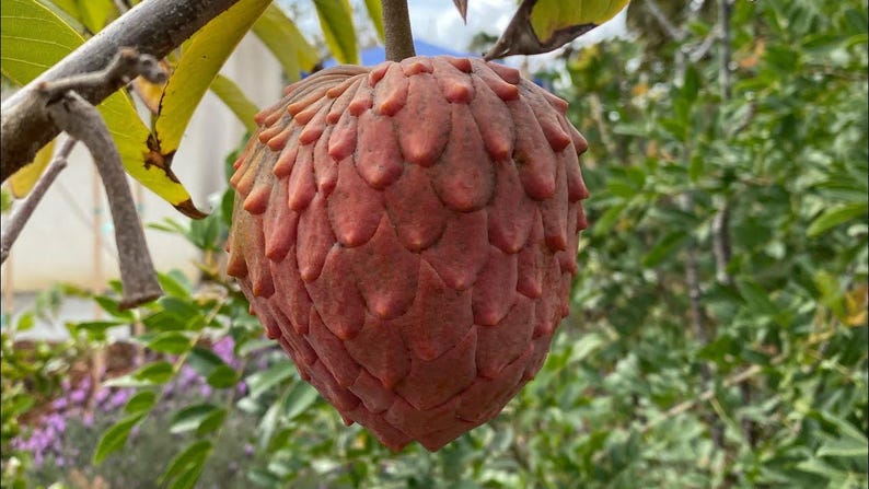 Red Geffner Atemoya Plant 3-Gallon Pot Annona squamosa x cherimola Tropical Fruit Tree
