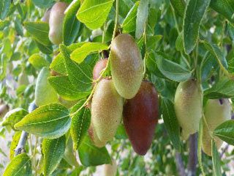 Grafted Jujube Tree in Pot – 2 Feet Tall Ziziphus jujuba Fruit Tree for Garden or Container