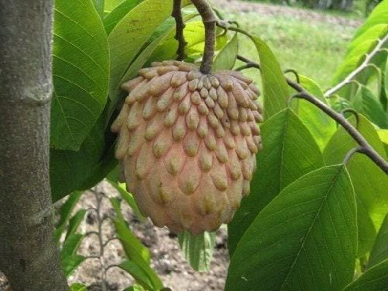 Lisa Atemoya Fruit Tree - Live Plant in 1 Gal Pot - Annona squamosa x Annona cherimola - Small Tropical Fruit Tree