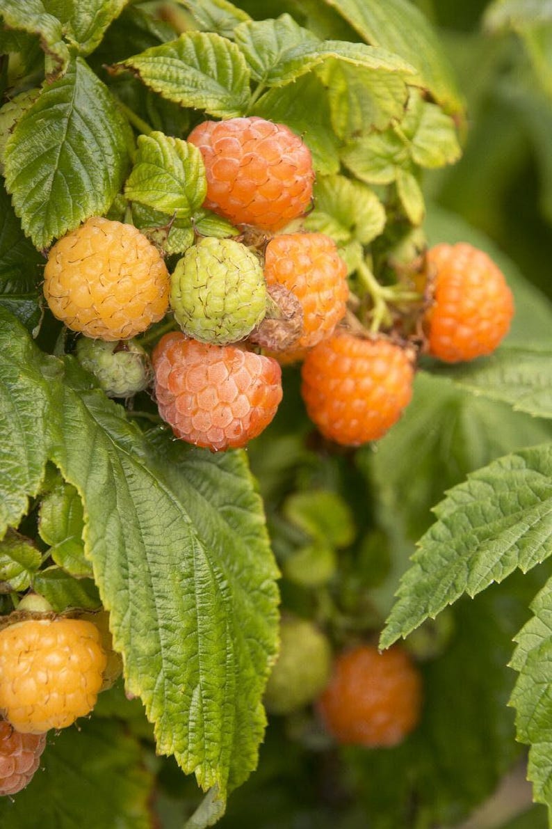 Fall Gold Raspberry Plant 6" Pot Rubus idaeus 'Fall Gold' Self-Fertile Yellow Berries for Fresh Eating & Preserves