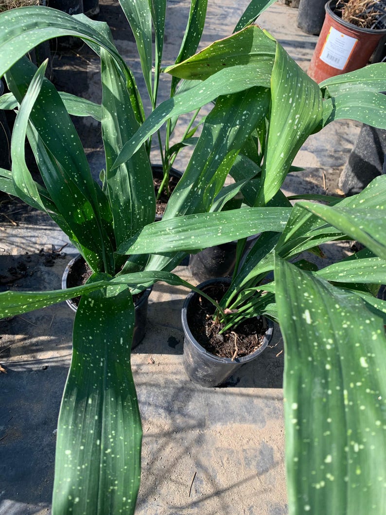 Aspidistra elatior 'Milky Way' Live Plant in 6" Pot – Variegated Cast Iron Plant with White Speckles for Indoor Decor
