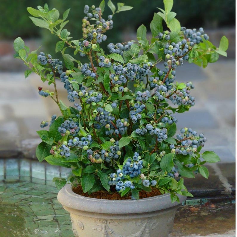 Blueberry Plant in 6-Inch Pot, Sunshine Blue, Vaccinium corymbosum, Semi-Dwarf Evergreen with Pink Flowers and Edible Berries