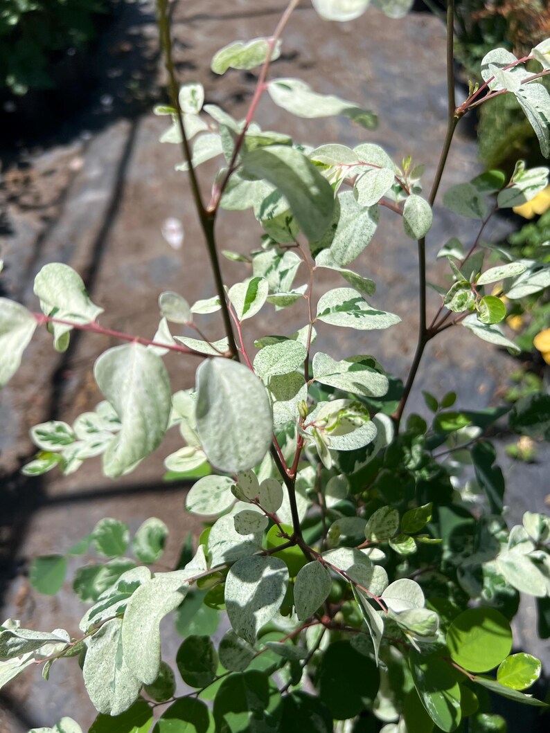 Snow Bush Plant 1-Gallon Pot with White Variegated Foliage Breynia disticha