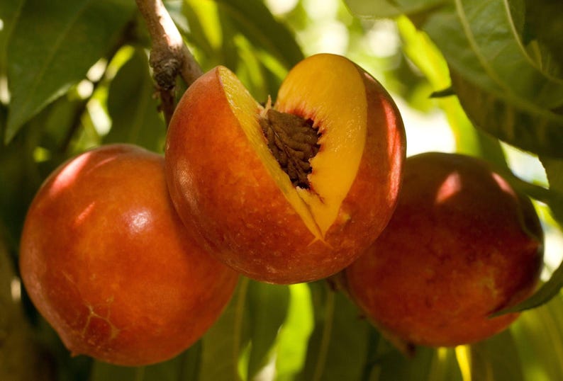 Nectarine Tree - 3-Gallon Pot - Double Delight Pink Flowers & Yellow Fruit - Prunus persica