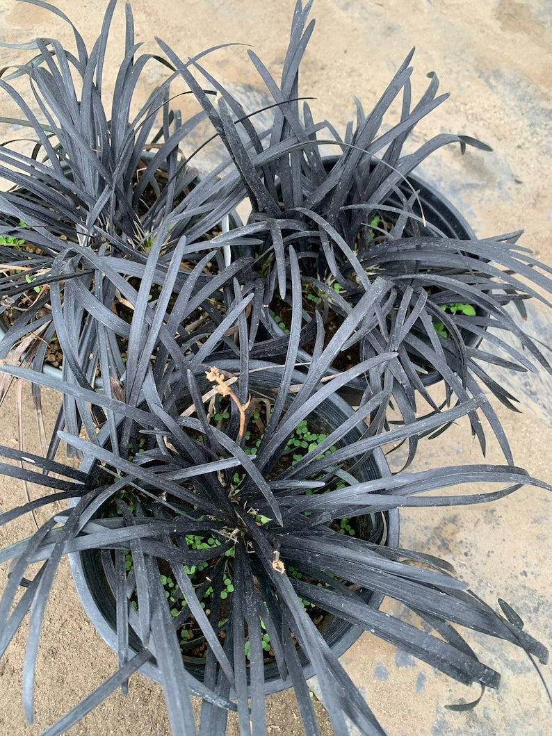Black Mondo Grass Plant in 6" Pot - Ophiopogon japonicus - Hardy Ground Cover with Dark Foliage