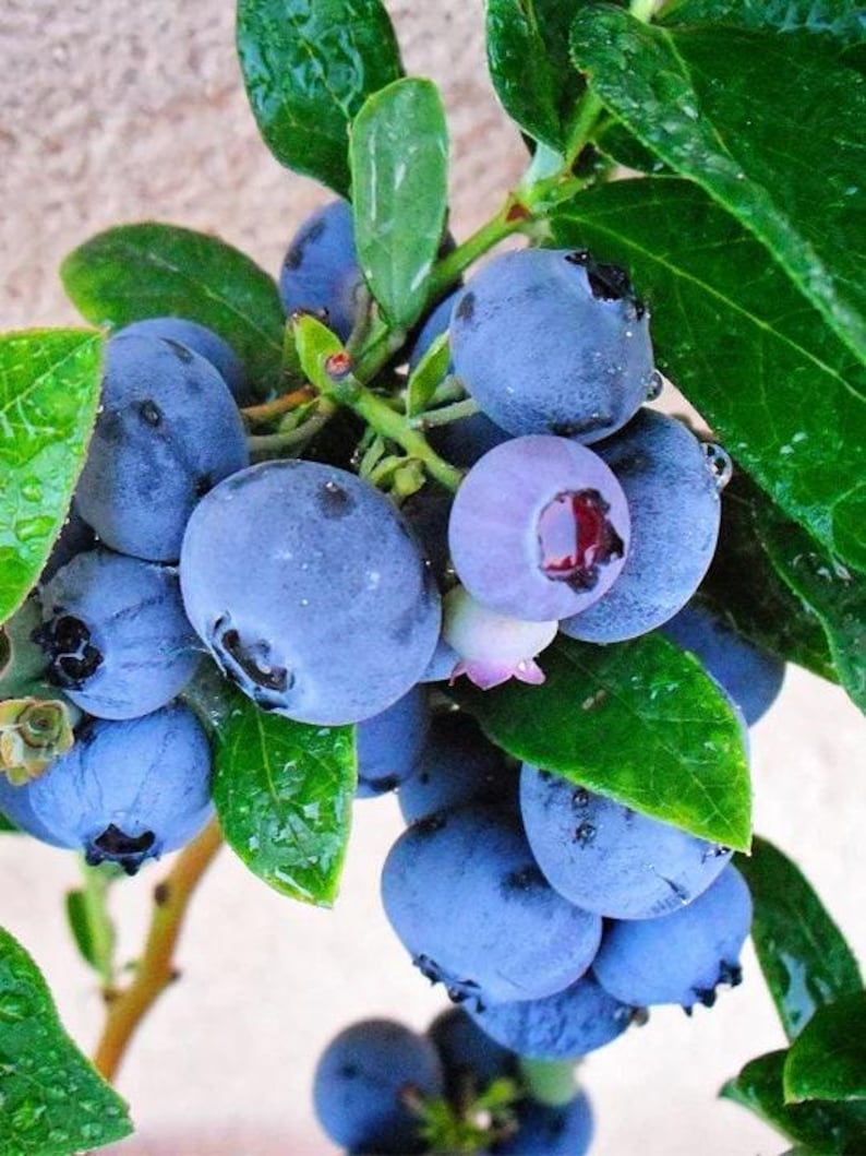Blueberry Plant in 6" Pot | Emerald Variety Vaccinium corymbosum | Early Ripening, Low Chilling Requirement, 1 ft Tall