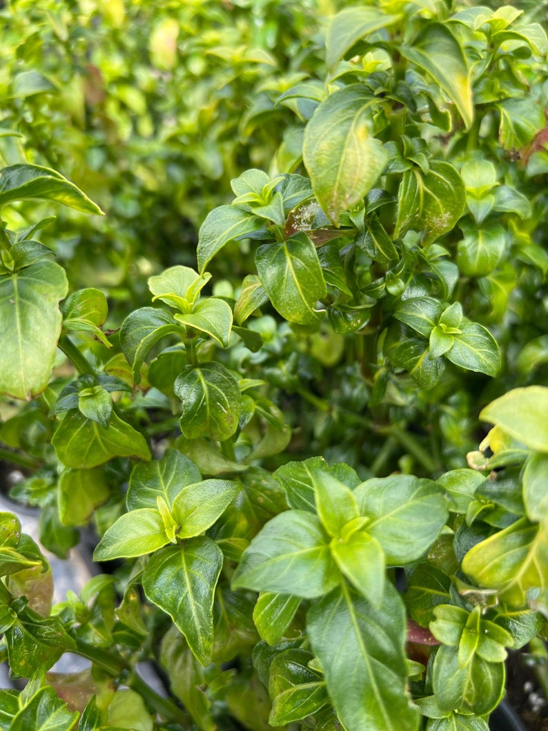 Mushroom Plant Rungia Klossii 1 Gal Pot Edible Greens for Salads, Soups, Stir Fry, Culinary Herb