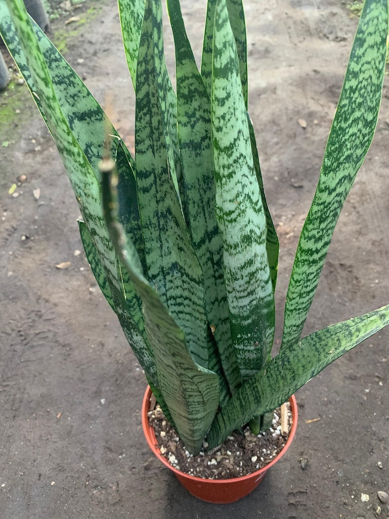Sansevieria trifasciata Live Snake Plant - 1 Foot Tall in 6" Pot - Indoor Air Purifier