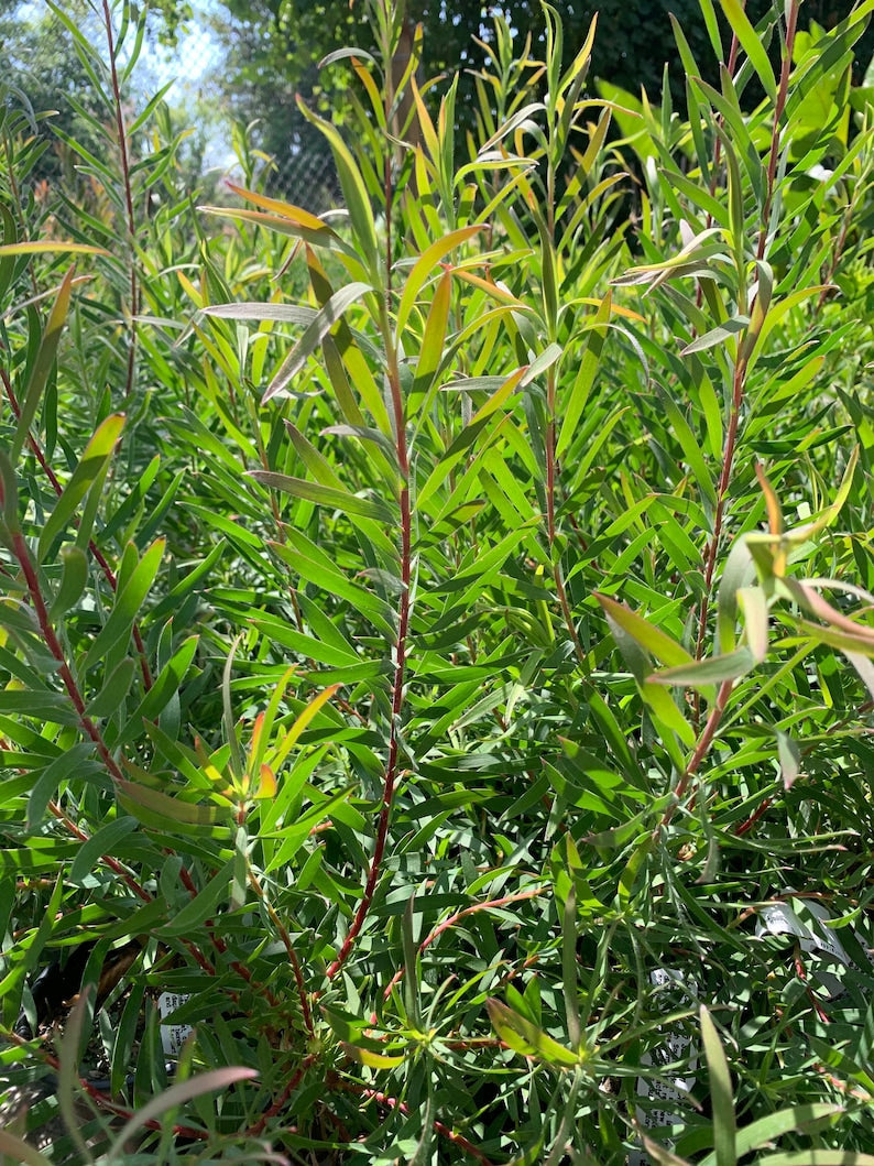 Leucadendron salignum ‘Chief’ Live Plant in 6" Pot, Bright Red Foliage, South African Shrub for Garden, Hedges & Borders