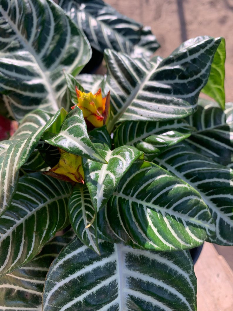 Zebra Plant 6-Inch Pot Aphelandra squarrosa Tropical Foliage Houseplant, Indoor Decorative Plant