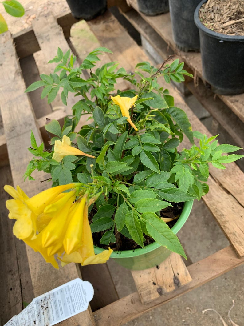 Yellow Tacoma Sun Trumpet Live Plant in 6" Pot, Tecoma stans, Bright Yellow Blooms, Garden & Landscape Plant