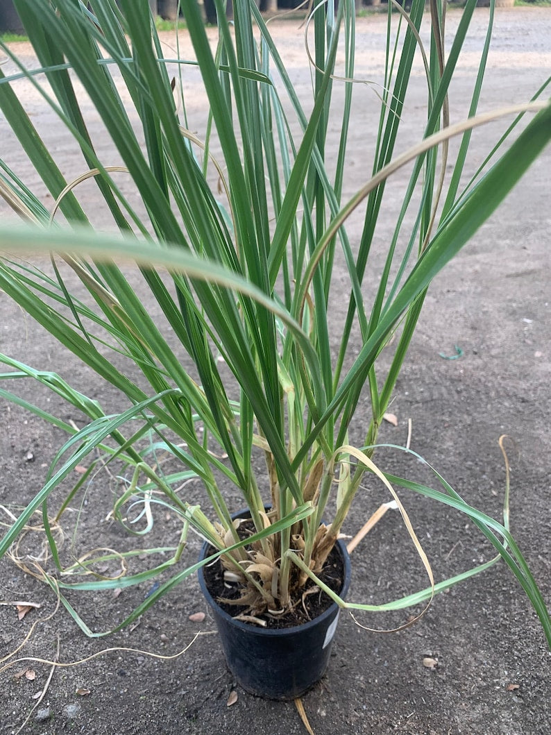 Pampas Grass Live Plant in 6-Inch Pot - Cortaderia Selloana, 2 Feet Tall Ornamental Grass for Garden, Landscape, Privacy Screen