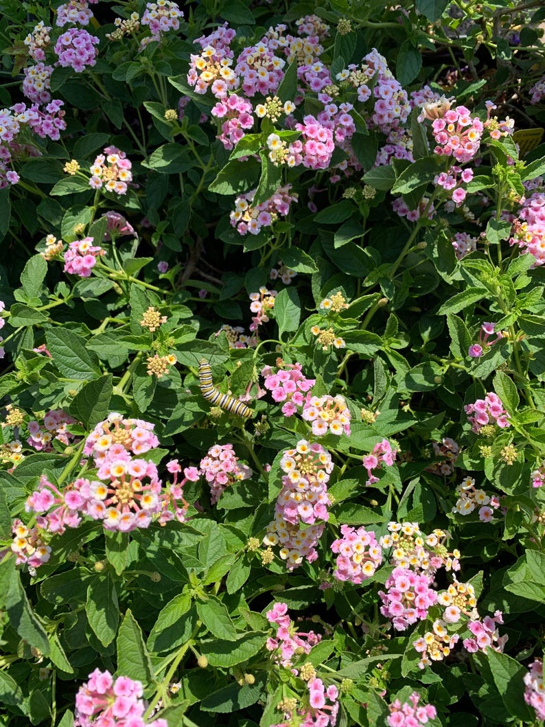 Lantana Old Fashion Pink Plant in 1 Gallon Pot - Sun-Loving Perennial Lantana camara