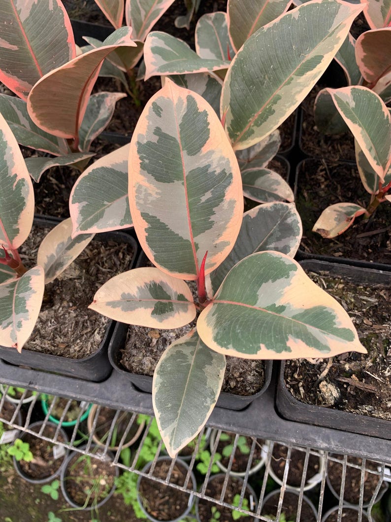 Ficus elastica 'Tineke' Variegated Rubber Plant Starter in 4" Pot - Indoor Houseplant, Easy Care, Bright Green and Cream Leaves