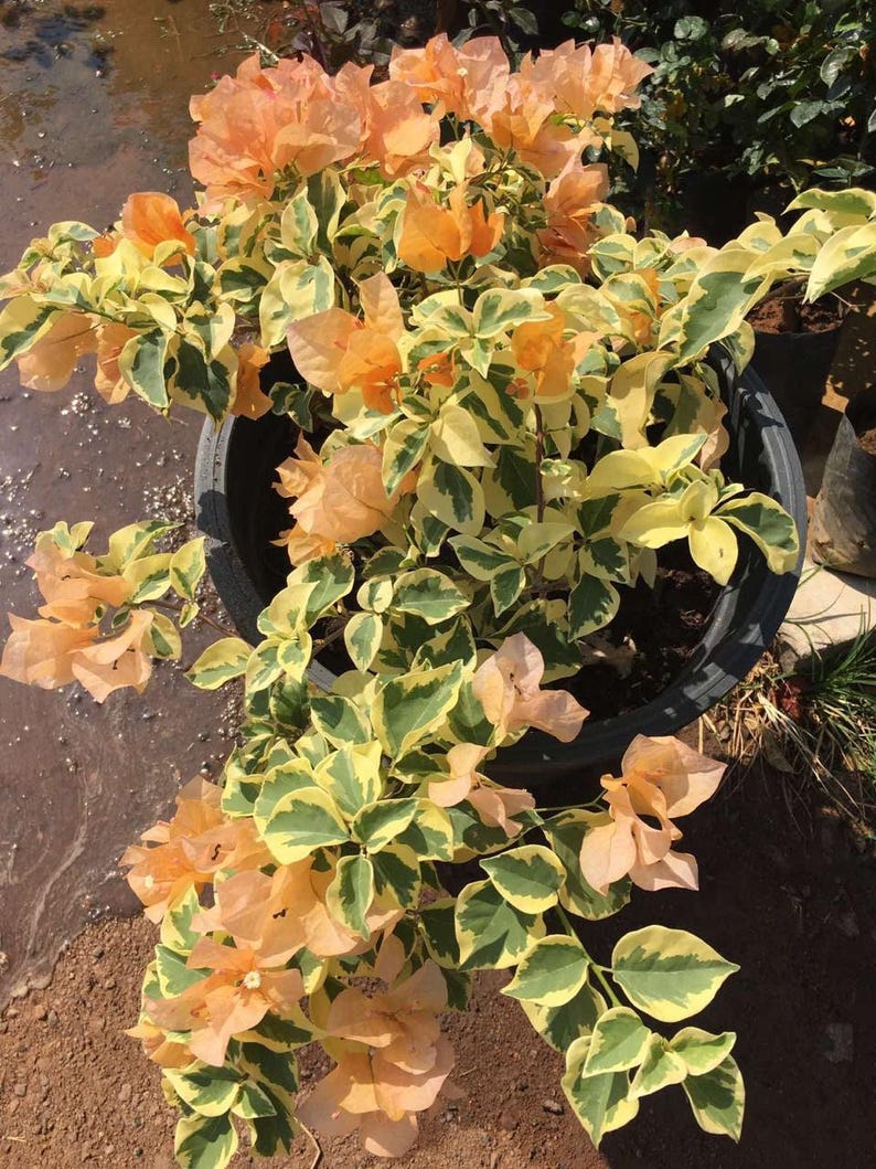 Orange Ice Bougainvillea Plant - 6" Pot - Vibrant Orange Bracts - Bougainvillea spectabilis