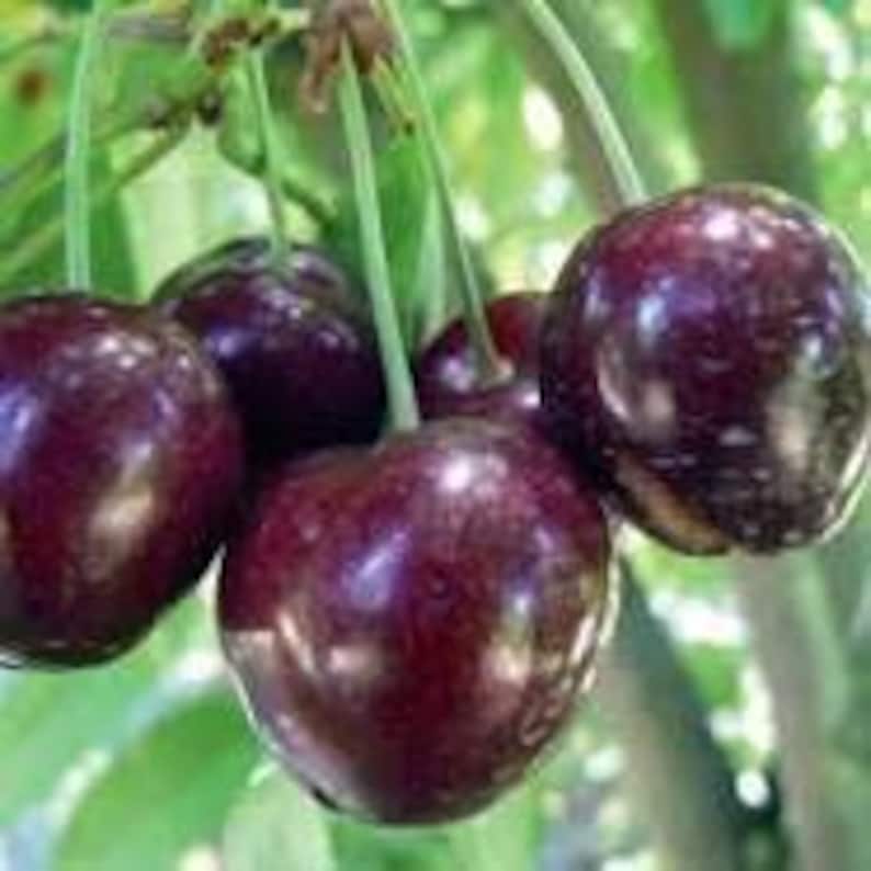 Cherry Tree 'Stella' – 2ft Pot, Self-Fertile Sweet Cherry, Prunus avium, Small Garden Fruit Tree, Juicy Red Cherries
