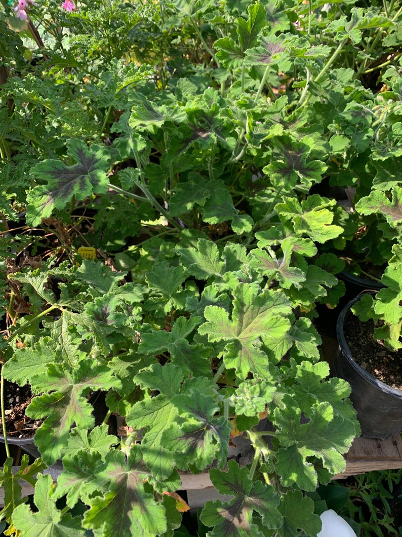 Chocolate Mint Geranium Plant in 1-Gallon Pot with Brown Blotched Foliage and Spicy Mint Fragrance | Pelargonium x hortorum
