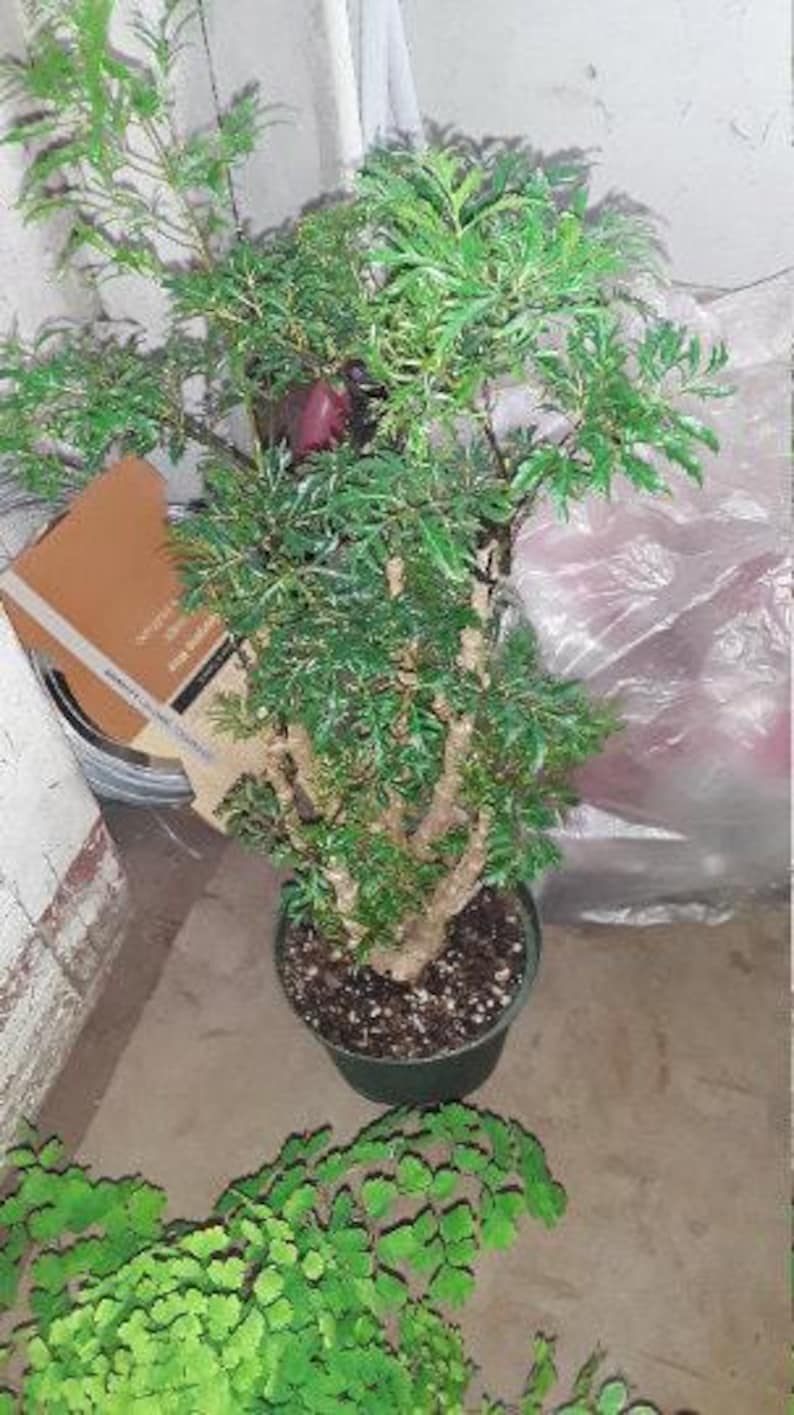 Ming Aralia Plant in 6" Pot - Polyscias fruticosa - Indoor/Outdoor Easy Care Live Plant