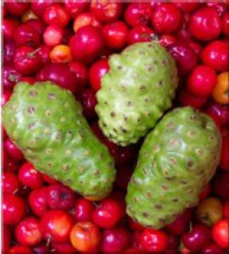 Noni Plant in 3-Gallon Pot | Morinda citrifolia | Tropical Fruit Tree for Health & Garden