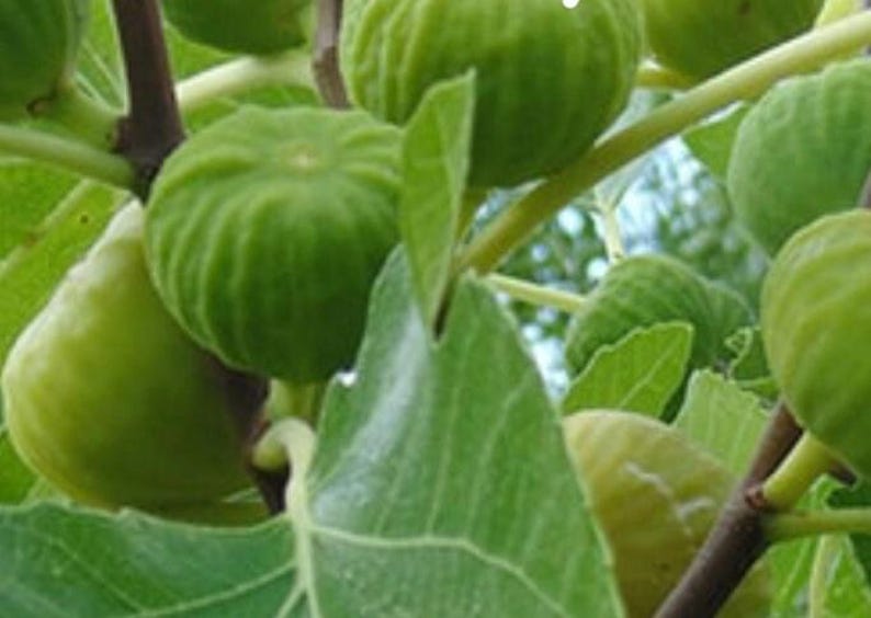 Lattarula Honey Fig Tree - Hardy Ficus carica Variety - Sweet Edible Figs - Container or In-Ground Plant