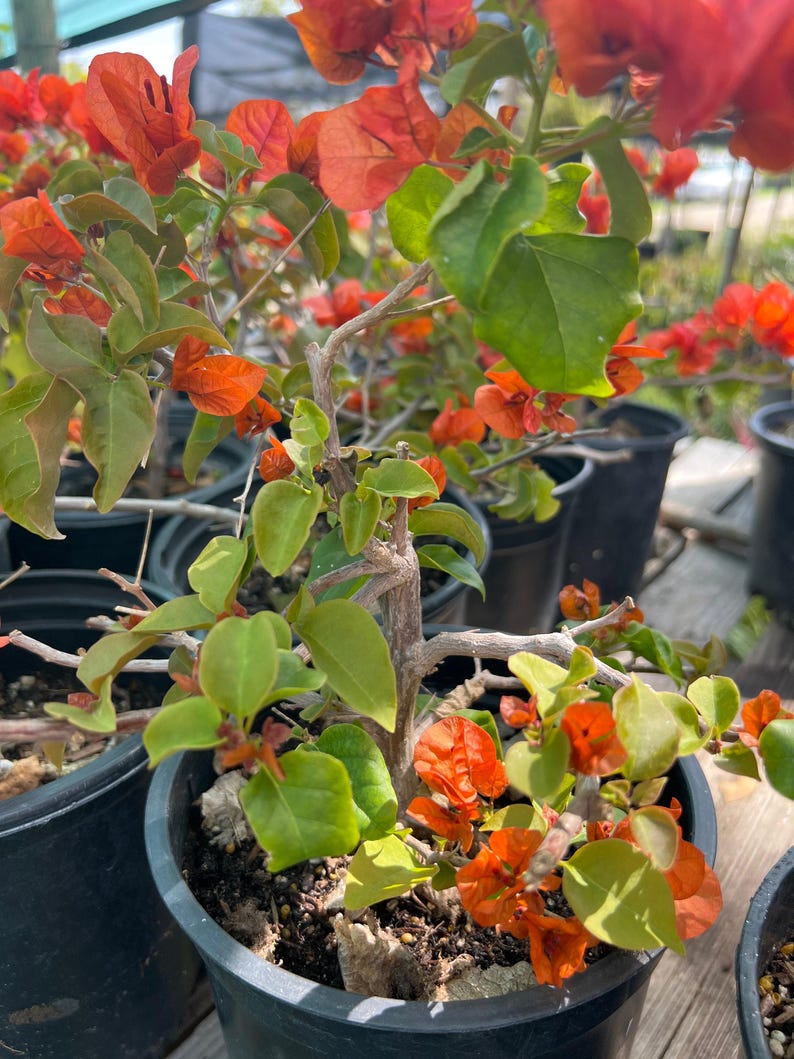 Fire Opal Bougainvillea Bonsai 1ft Tall in 1-Gallon Pot Bougainvillea glabra High Light Indoor Outdoor