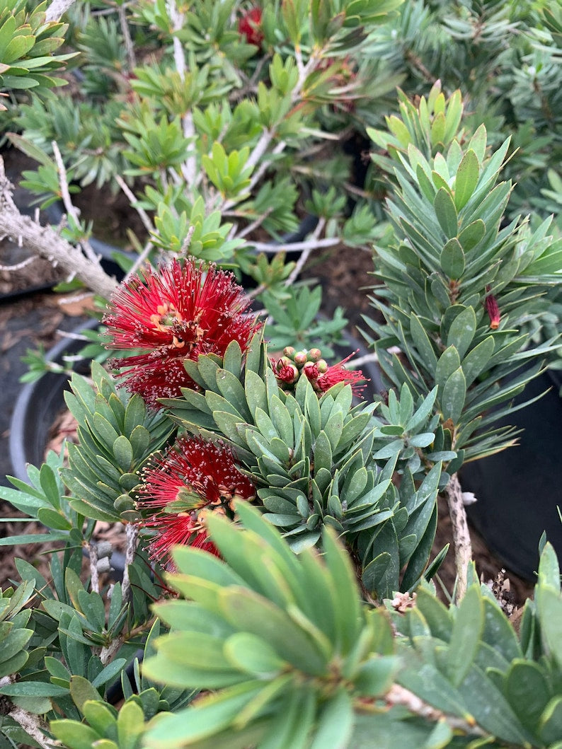 Dwarf Bottlebrush Plant Callistemon 'Little John' 6" Pot - 1 Foot Tall Evergreen Shrub