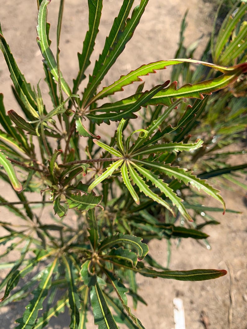 False Aralia Plant - Medium Size Aralia elegantissima with Dark Green Foliage