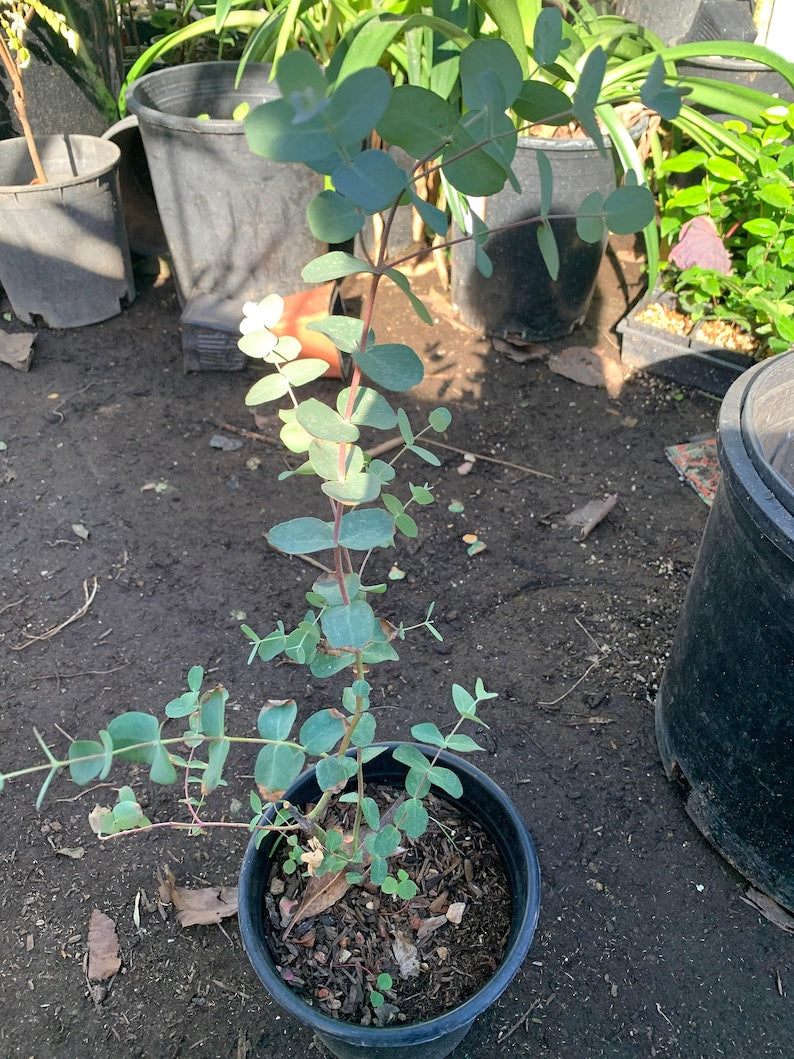 Eucalyptus Silver Drop Plant - 6-Inch Pot - Eucalyptus polyanthemos - Indoor/Outdoor Decor - Aromatic Foliage