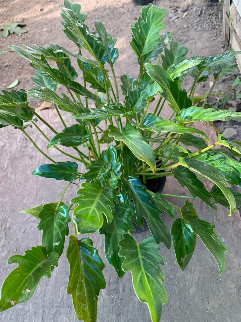 Philodendron Xanadu Live Plant in 6" Pot – Tropical Indoor Houseplant, Low Light, Easy Care Philodendron bipinnatifidum
