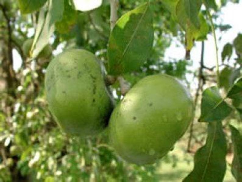 Black Sapote Plant - Grafted Tropical Tree in 3-Gallon Pot - Diospyros digyna - Chocolate Pudding Fruit - 1-2 Feet Tall