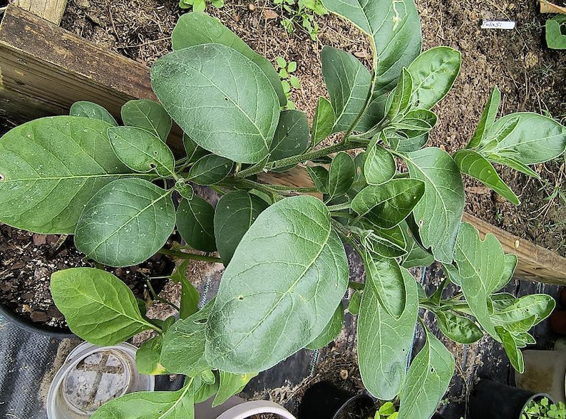 Organic Ashwagandha Plant in Half Gallon Pot - Withania somnifera Heirloom Live Herb for Indoor & Outdoor Growth