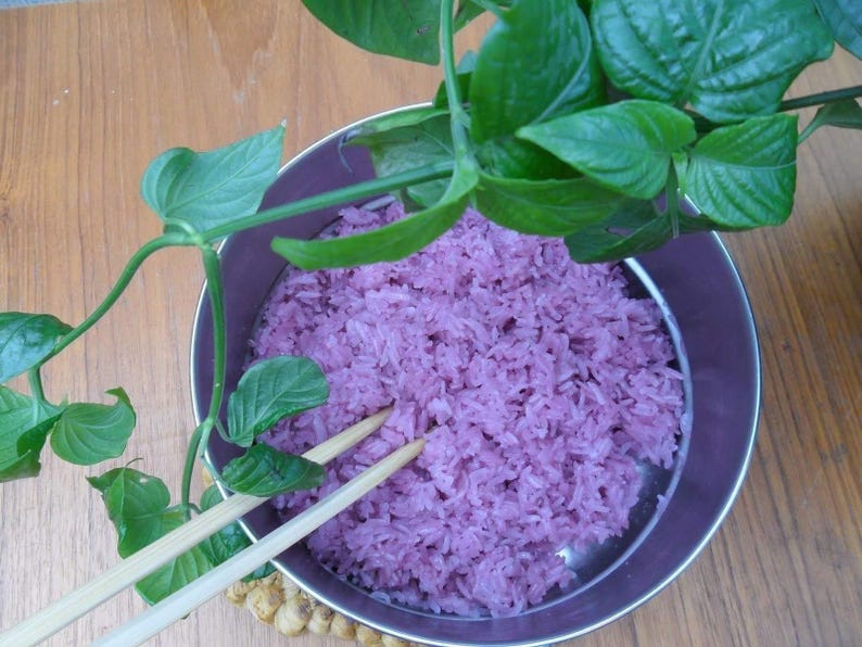 Magenta Leaf Plant in 6" Pot – Peristrophe roxburghiana – Edible Foliage for Cooking & Garden Use