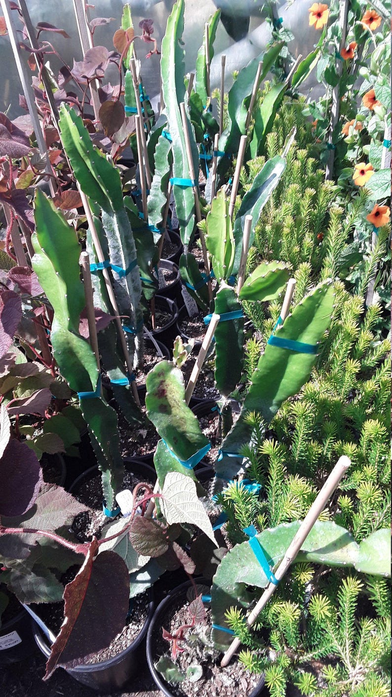 Dragon Fruit Plant Edgar's Baby 1-Gallon Pot Hylocereus undatus with Red Flesh, Edible Seeds