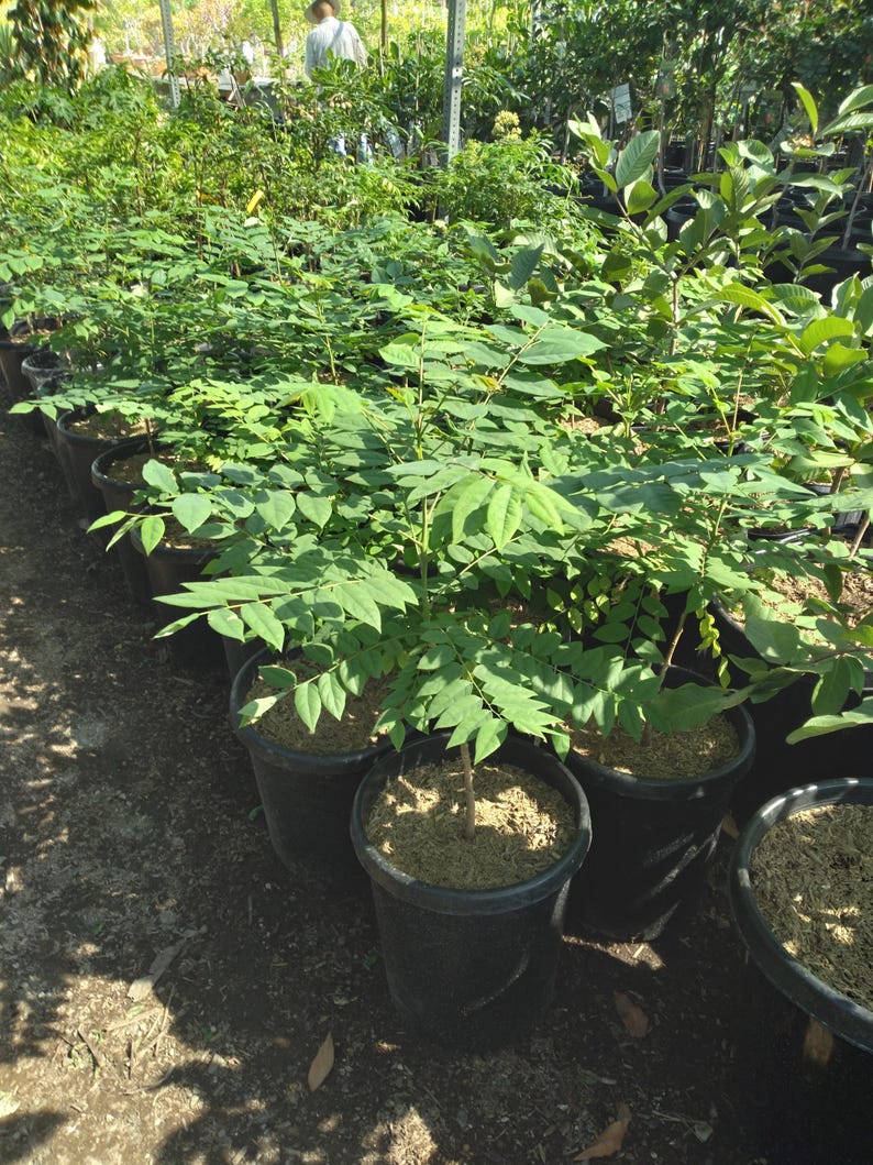 Tropical Gooseberry Plant - 3 Gallon Pot - Amla Berry (Emblica Officinalis) - Indian Gooseberry - Exotic Shrub for Garden or Pot