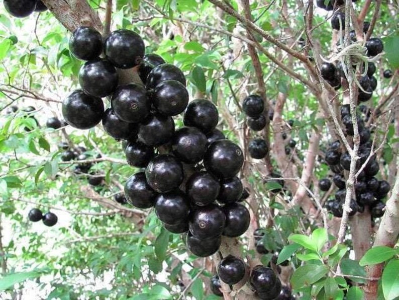 Jaboticaba Plant - 1-2 Feet Tall Live Fruit Tree in 3 Gal Pot - Myrciaria cauliflora - Purple-Black Grape-Like Fruit