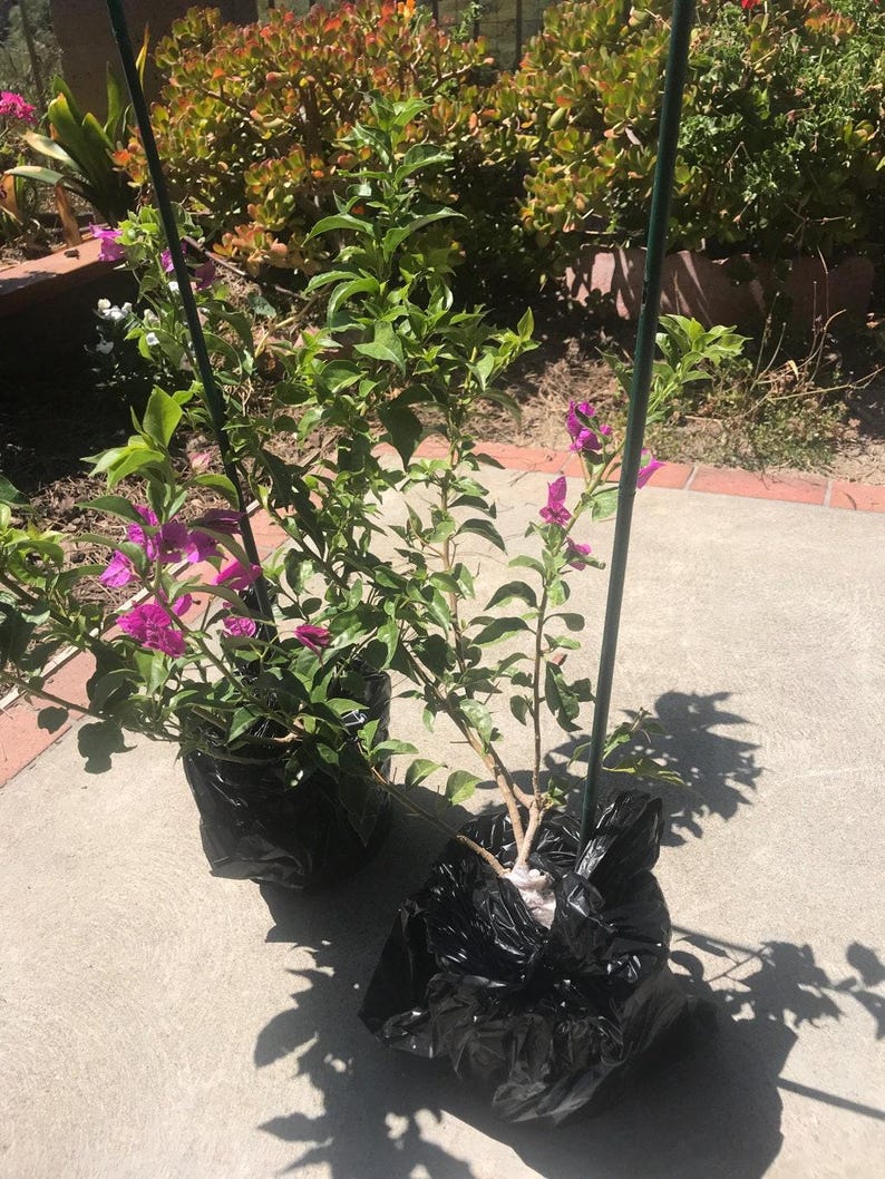 Bougainvillea Live Plant 1-2 Feet Tall Purple in 6" Pot - Bougainvillea spectabilis Flowering Shrub