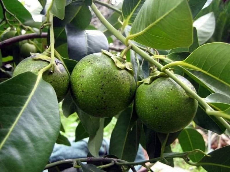 Black Sapote Plant - Grafted Tropical Fruit Tree in 3-Gallon Pot - Diospyros nigra - Chocolate Pudding Fruit
