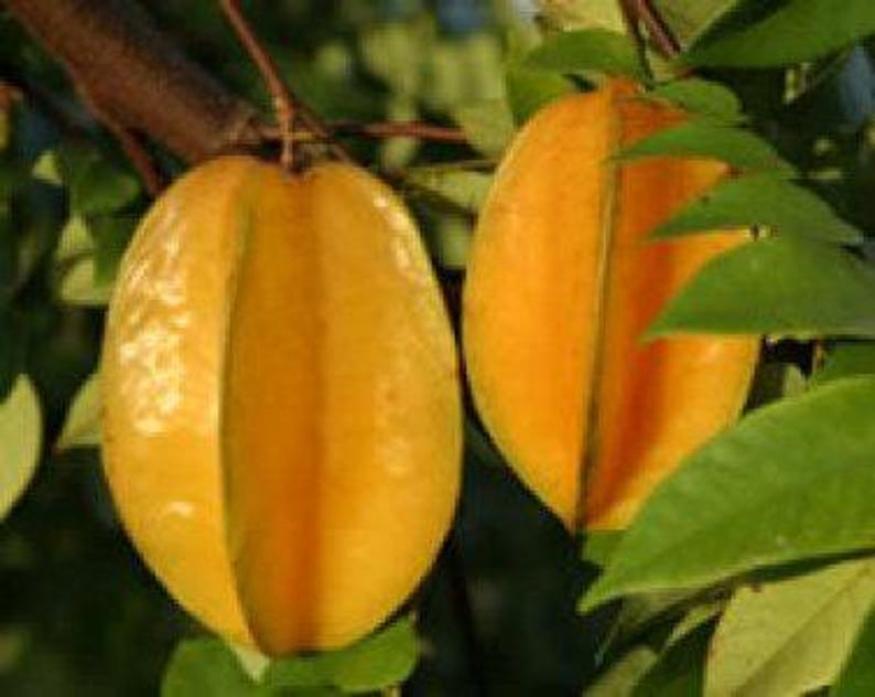 Carambola Live Plant - 3 Gal Pot - Sweet Starfruit Tree - Averrhoa carambola - Prolific Fruit Tree for Garden or Patio