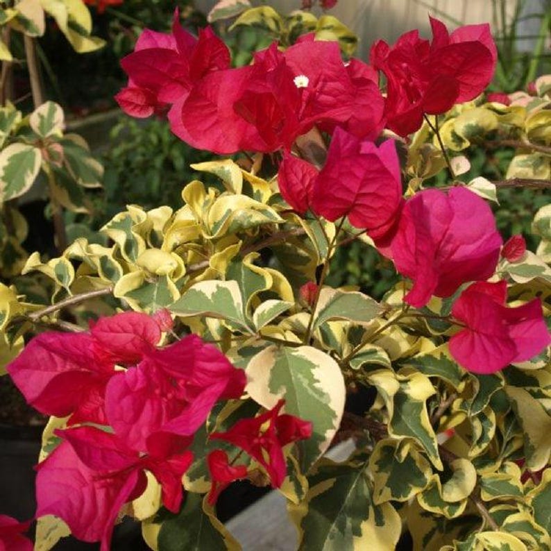 Raspberry Ice Bougainvillea Plant 6-Inch Pot, Colorful Evergreen Groundcover, Bougainvillea glabra for Sunny Spaces