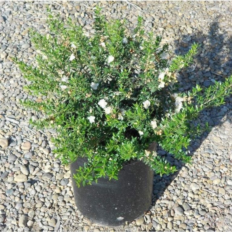 Dwarf Myrtle Plant in 6" Pot | Myrtus communis 'Compacta' | Fragrant Evergreen Shrub for Bonsai & Gardens