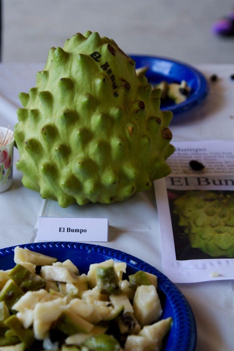 Cherimoya Tree Grafted 1-2 Feet Tall El Bumpo Variety in 3-Gallon Pot | Annona cherimola Fruit Tree