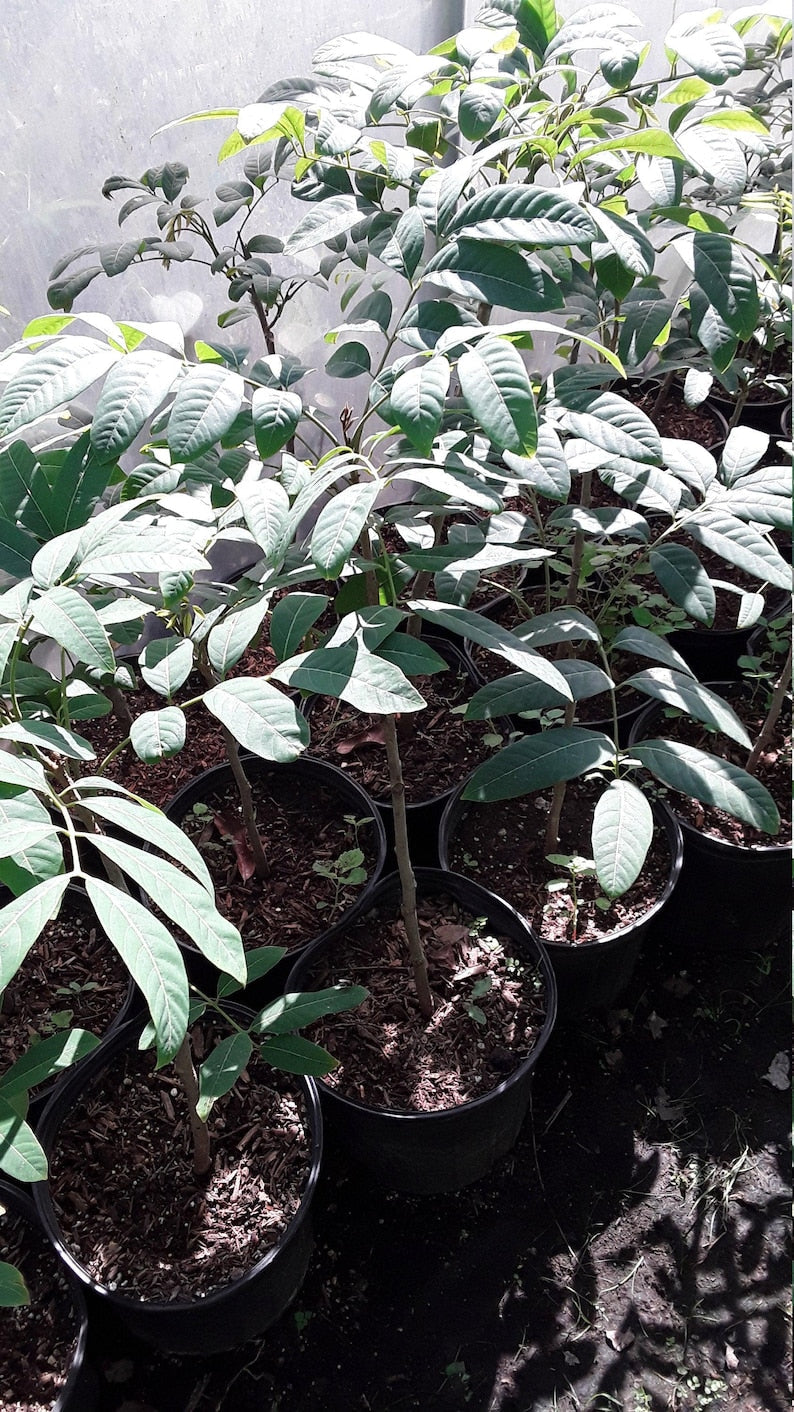 Longan Live Plant in 1-Gallon Pot | Dimocarpus longan Tropical Fruit Tree | Air Layered 1-2 Feet Tall