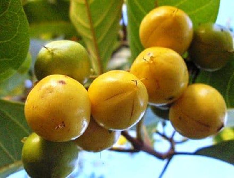 Nance Plant 3 Gal Pot Byrsonima Crassifolia Tropical Fruit Shrub Drought-Resistant